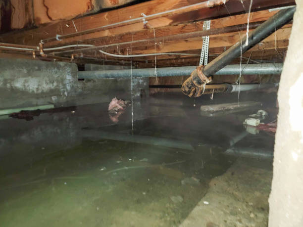 Best Local water damage restoration  in Fourche Crossing, LA